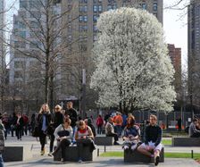 Survivor-træet på Ground Zero